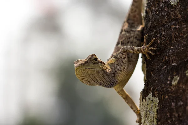 Camaleonte sull'albero — Foto Stock