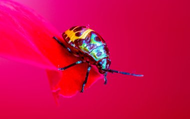 Lychee kalkan böcek (Chrysocoris stolli, Scutelleridae)