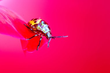 Lychee kalkan böcek (Chrysocoris stolli, Scutelleridae)