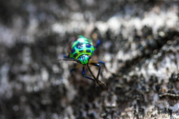 Lychee Shield Bug (Chrysocoris stolli, Scutelleridae) — Stock Photo, Image