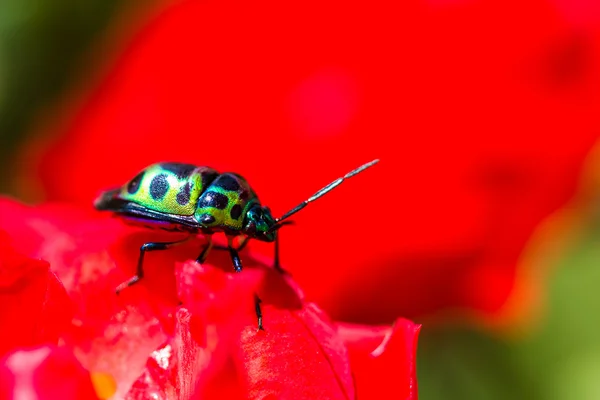 열매 쉴드 버그 (Chrysocoris stolli, Scutelleridae) — 스톡 사진