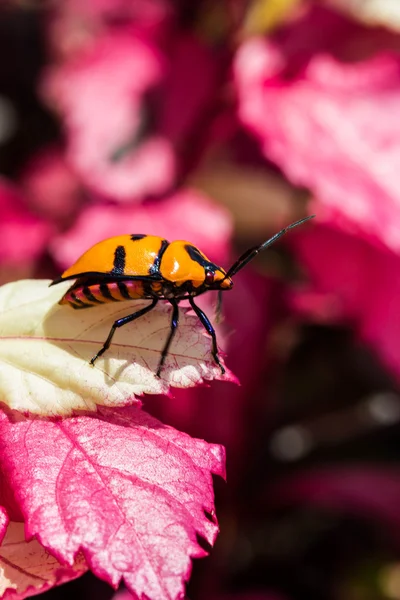 宝石的 bug — 图库照片