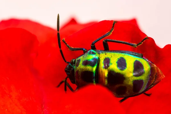 열매 쉴드 버그 (Chrysocoris stolli, Scutelleridae) — 스톡 사진