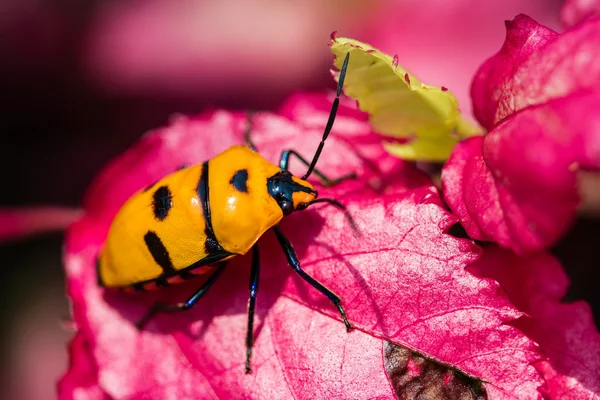 粉红色的叶片上的宝石 Bug — 图库照片