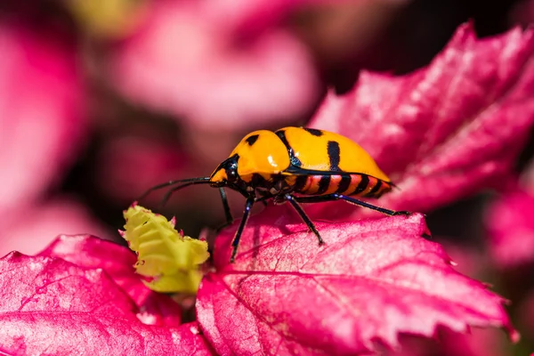 Jewel Bug on pink leaf — Stock Photo, Image