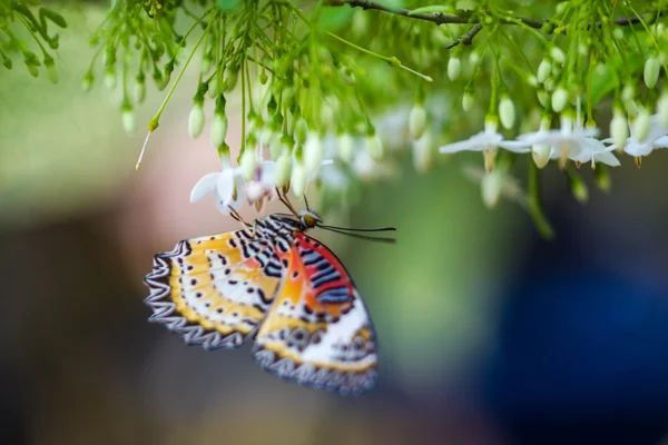 Farfalla su fiore bianco — Foto Stock