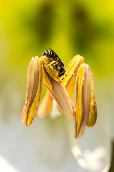 Маленькая пчела на диком цветке — стоковое фото
