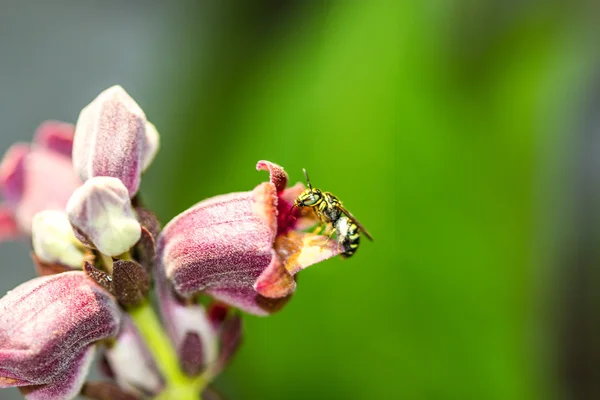 Little bee on wild flower — Stock Photo, Image