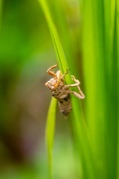 Irisan belalang tergantung di daun nasi — Stok Foto