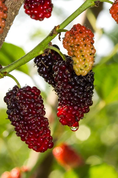 Bagas de amoreira maduras frescas na árvore — Fotografia de Stock