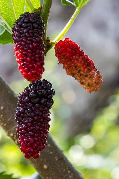 Bayas frescas de morera maduras en el árbol —  Fotos de Stock