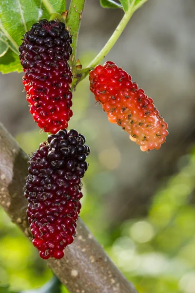 Fresh ripe mulberry berries on tree — Stock Photo, Image