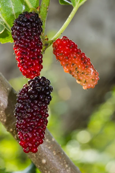 Bayas frescas de morera maduras en el árbol — Foto de Stock