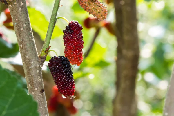 Bagas de amoreira maduras frescas na árvore — Fotografia de Stock