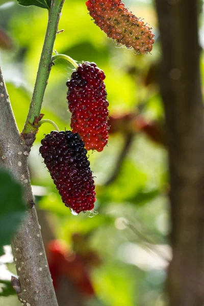 Fresh ripe mulberry berries on tree — Stock Photo, Image