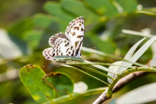 Cute little  butterfly on green leaf — Stock Photo, Image