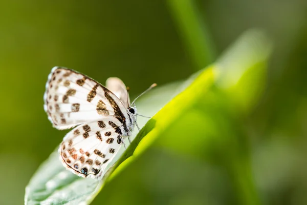 Cute little  butterfly on green leaf — Stock Photo, Image