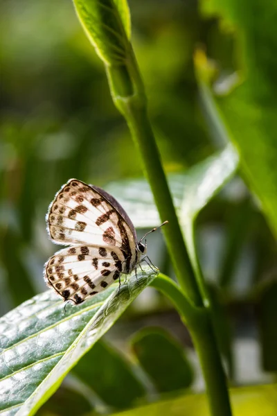 Yeşil yaprak üzerinde şirin küçük kelebek — Stok fotoğraf