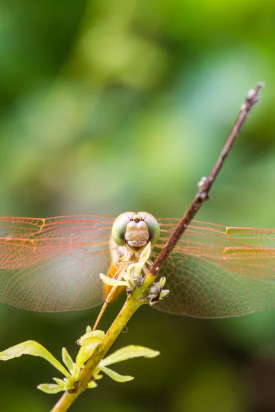 Resting orange dragonfly — Stock Photo, Image