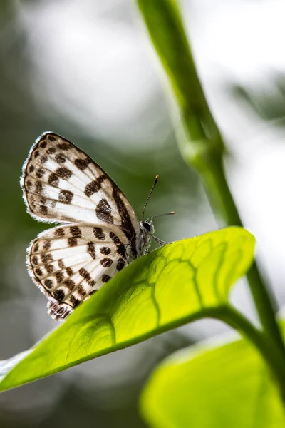 Cute little  butterfly on green leaf — Stock Photo, Image