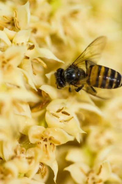Kis méhecske bétel plam virág — Stock Fotó