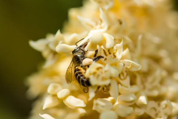 Abeja en flor de betel plam — Foto de Stock