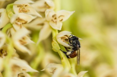 Küçük arı tembul plam çiçek