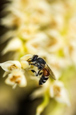 Küçük arı tembul plam çiçek
