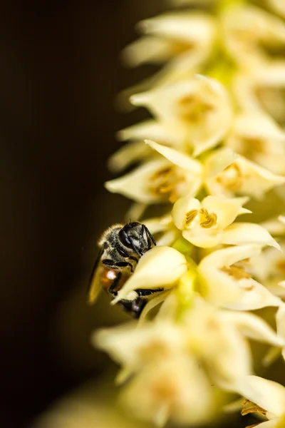 Petite abeille sur fleur de palourde bétel — Photo