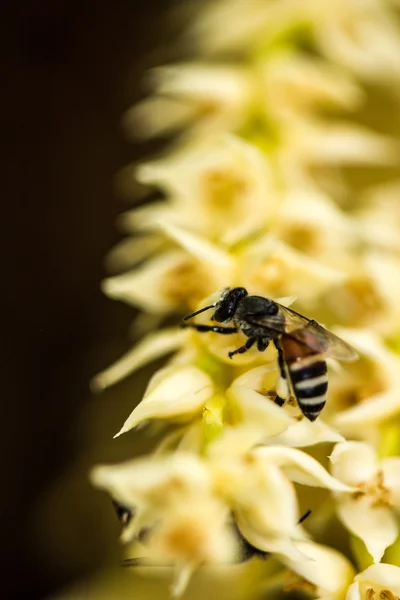 Kleine Biene auf betel plam flower — Stockfoto
