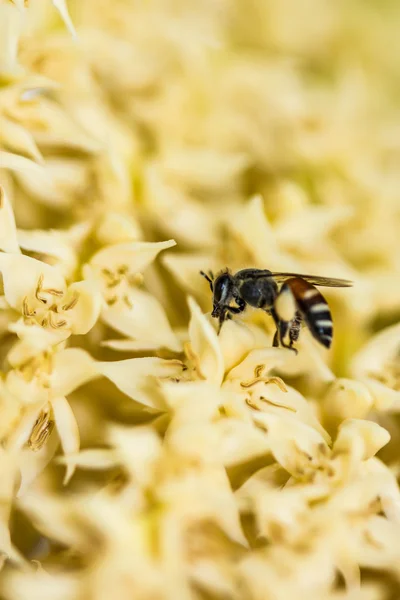 キンマの梅の花に小さな蜂 — ストック写真