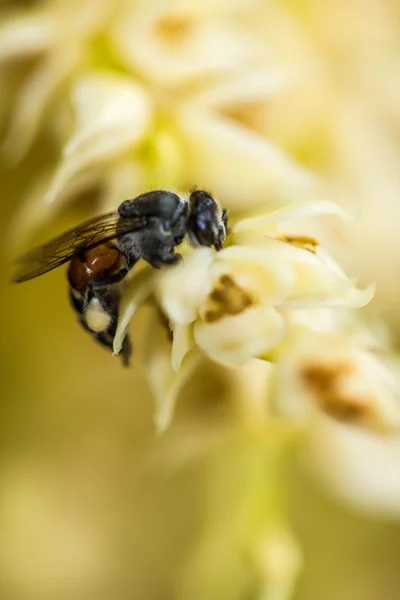 Pequena abelha na flor betel plam — Fotografia de Stock