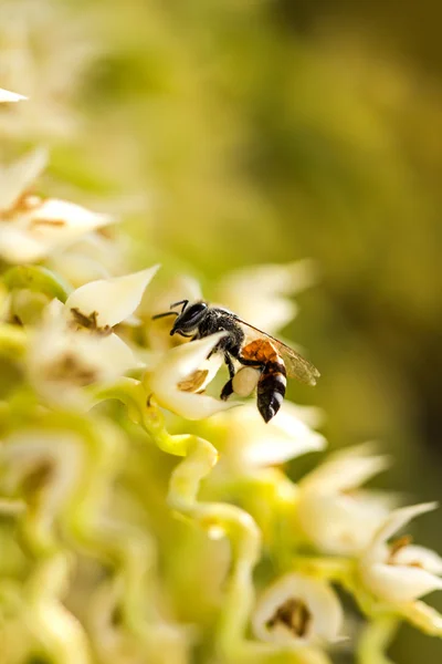 Kleine Biene auf betel plam flower — Stockfoto