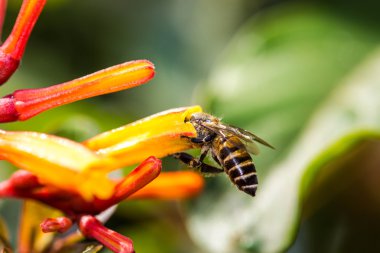 Portakal çiçeği üzerinde küçük arı