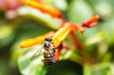 Portakal çiçeği üzerinde küçük arı