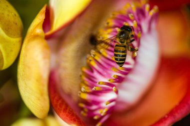 Top mermisi çiçek üzerinde küçük arı