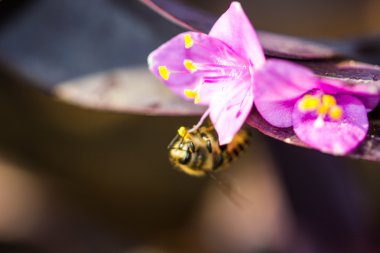 Mor çiçekli küçük arı