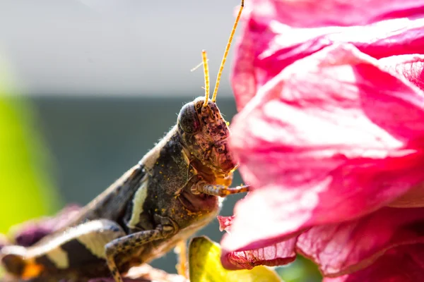 Heuschrecke auf rosa Blume — Stockfoto