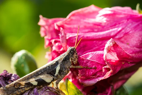 Heuschrecke auf rosa Blume — Stockfoto