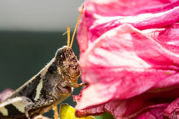 Cavalletta su fiore rosa — Foto Stock