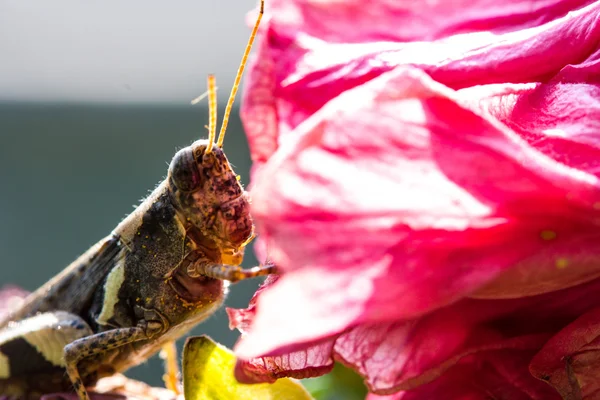 Heuschrecke auf rosa Blume — Stockfoto