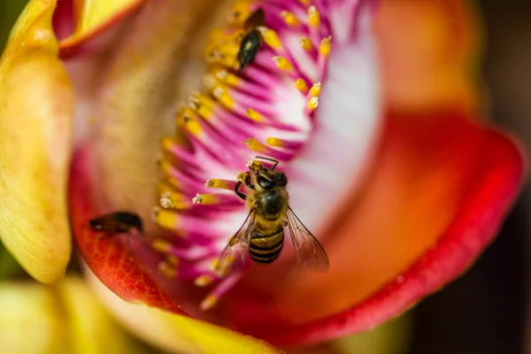 Pequeña abeja en flor de bala de cañón —  Fotos de Stock