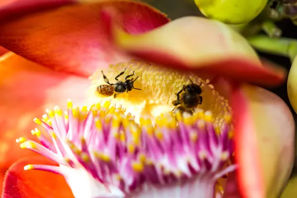 Kleine Biene auf Kanonenkugel Blume — Stockfoto