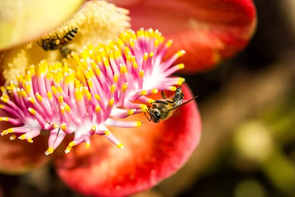 Petite abeille sur fleur de boulet de canon — Photo