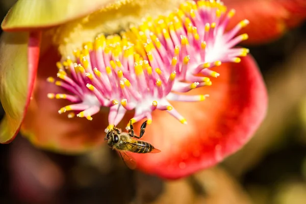 Kleine Biene auf Kanonenkugel Blume — Stockfoto