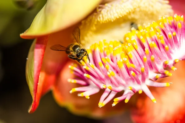 Petite abeille sur fleur de boulet de canon — Photo