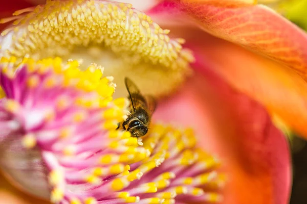 Kleine Biene auf Kanonenkugel Blume — Stockfoto