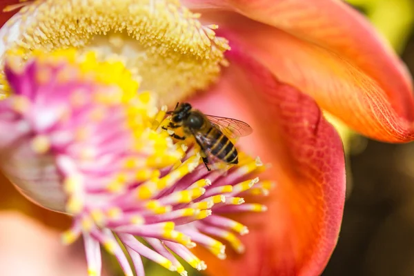 Kleine Biene auf Kanonenkugel Blume — Stockfoto