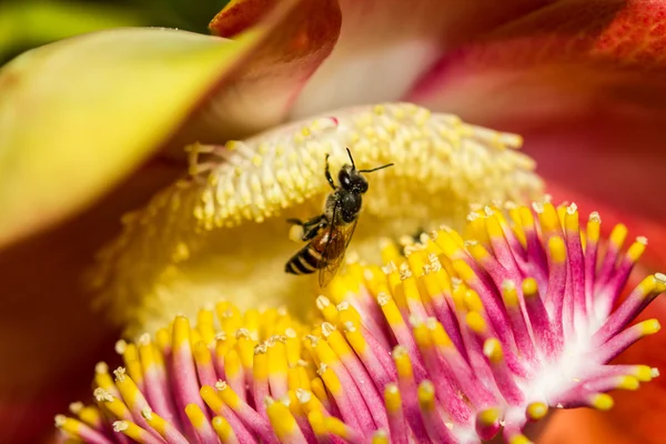 Kleine Biene auf Kanonenkugel Blume — Stockfoto