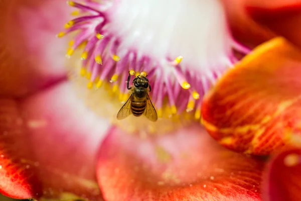 Petite abeille sur fleur de boulet de canon — Photo